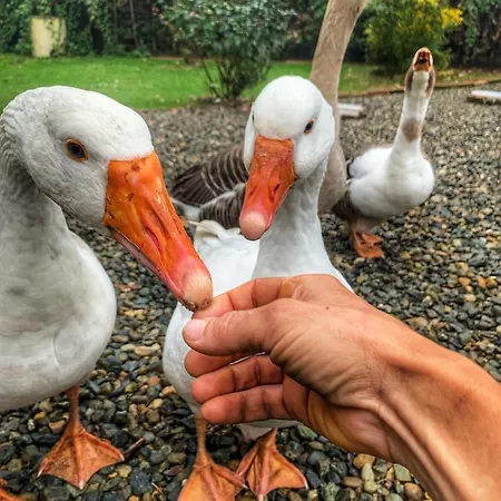 Гостевой дом Ca Del Prete Country By Ca Degli Ovi