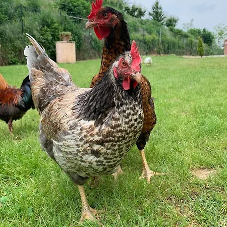 Casa de hóspedes Cà Del Prete Country By Cà Degli Ovi 3*